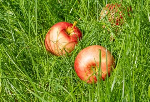 Three bright red apples resting on green grass under warm sunshine Stock Photos