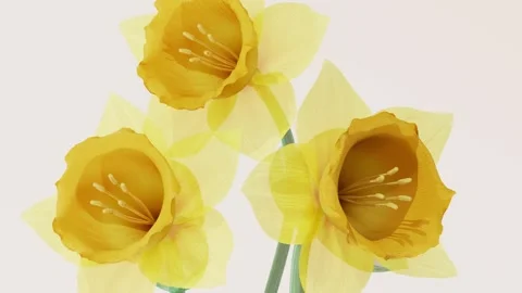 Three Bright Yellow Daffodils Closeup Smoothly Blooming on Light Minimalist.. Stock Footage 339074725