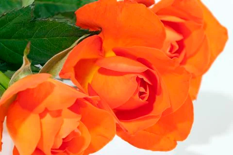 Three Brightly Colored Red Roses and Green Leaves Stock Photos