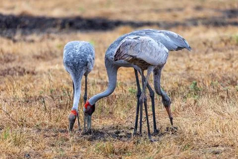Three Brolgas. Stock Photos