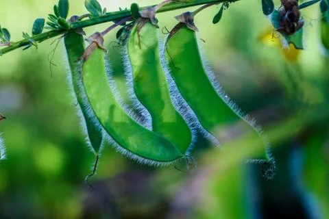 Three Broom Seeds Stock Photos