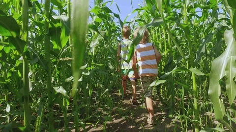 Three brothers walking in a green corn field Stock Footage 86592269
