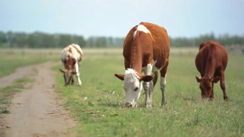 Three brown and white cows graze near the farm road in sunny summer day. Focus Stock Footage 132494674