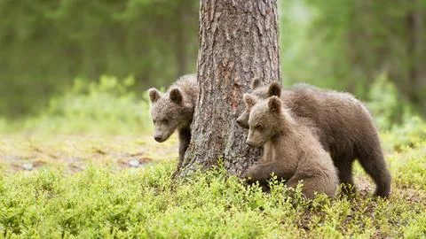Three brown bear cubs are standing next to a big pine tree Foto stock