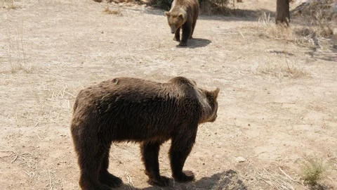 Three brown bears are walking and playing together on a sandy beach in summer Stock-Footage 117068322