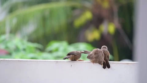 Three brown birds clean each other's tails on the balcony railing Stock Footage 230653486