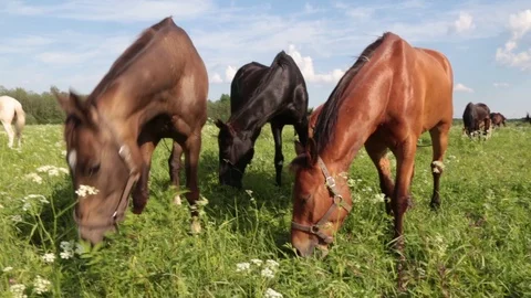 Three brown black Red horses with long mane in flower field against sky Stock Footage 109474491