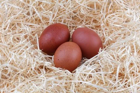 Three brown chicken eggs on a bed of straw Stock Photos
