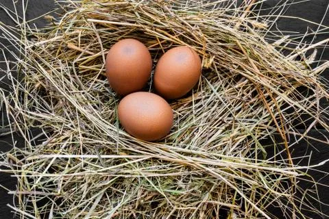 Three Brown Chicken Eggs in Hay Nest Stock Photos