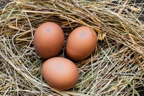 Three Brown Chicken Eggs in Hay Nest Stock Photos
