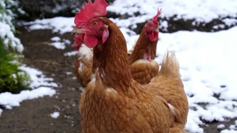 Three brown chickens in snow look straight in the camera Video stock 174323133