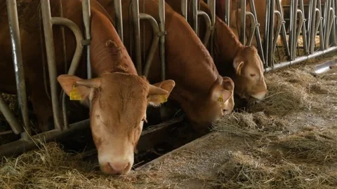 Three brown cows and cattle in the barn eat forage 스톡 동영상 157407008