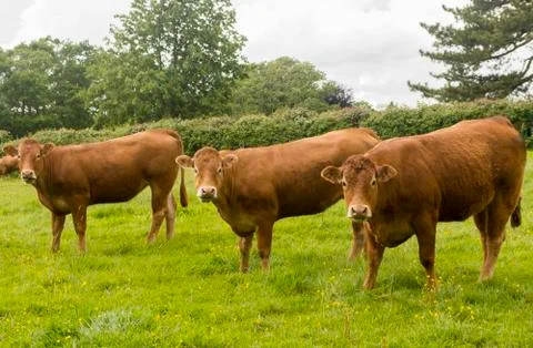 Three brown cows facing the camera. Stock Photos