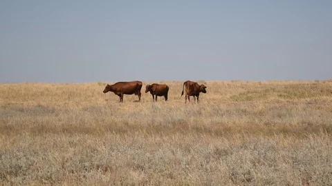 Three brown cows grazing on pasture in field Stock Footage 87617756