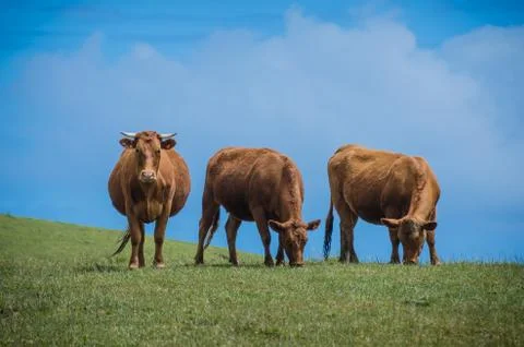 Three brown cows on a hill. two eat grass and one stares at viewer Stock Photos
