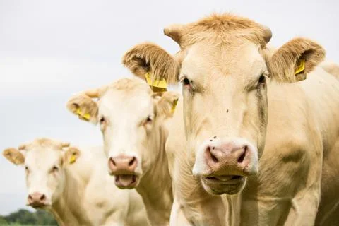 Three brown cows Stock Photos
