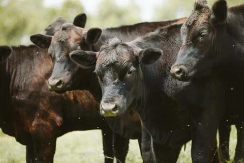 Three brown cows standing in a field surrounded by flies. Stock Photos