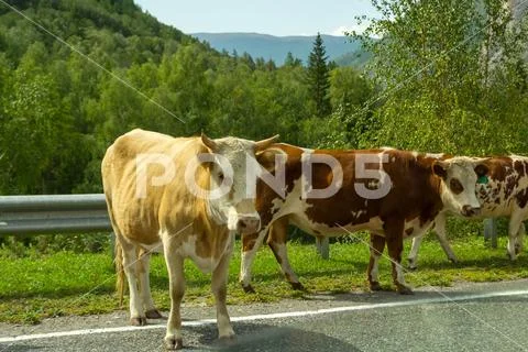 Three brown cows on a walk stand on an asphalt gray road with a metal fence a Stock Photos