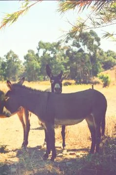 Three brown donkeys number 2 Stock Photos