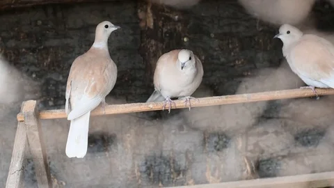 Three brown doves close up Stock Footage 83557125