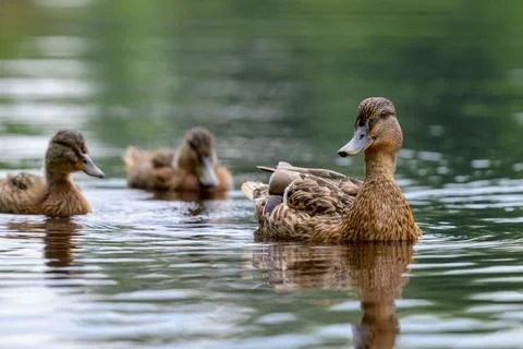 Three brown ducks glide calmly across quiet water. Their reflections ripple Stock Photos