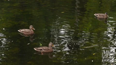 Three brown ducks peacefully glide across the serene green water of a quiet.. Stock Footage 321918227