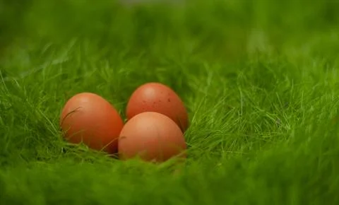 Three brown easter eggs on green grass Stock Photos