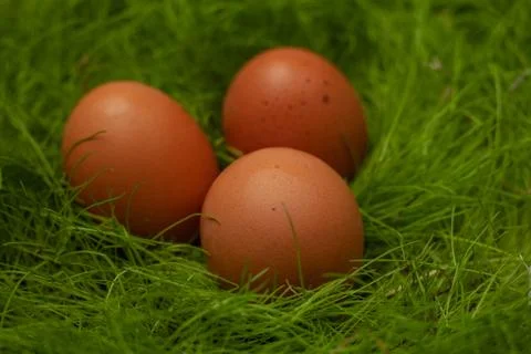 Three brown easter eggs on green grass Stock Photos