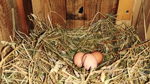 Three brown eggs are lying in a nest in a perch on a pile of straw Stock Footage 250954666