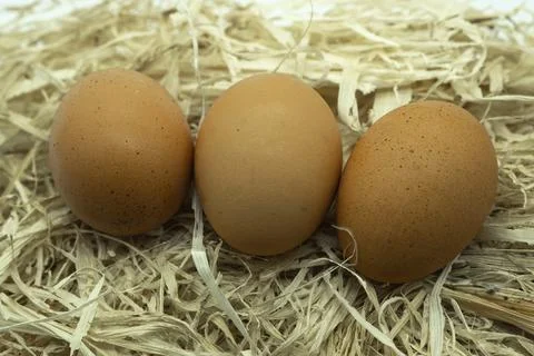 Three brown eggs rest atop soft straw bedding Foto stock