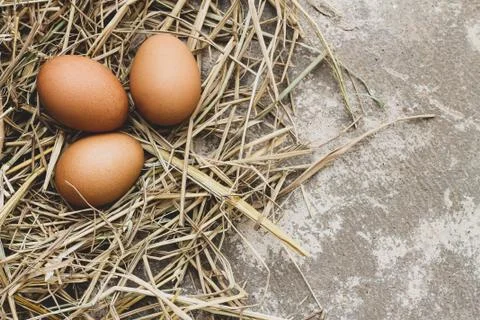 Three brown eggs on straw. Stock Photos