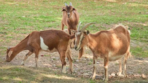 Three brown goats graze on pasture on sunny summer day Stock Footage 214958509