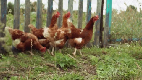 Three brown hens are walking along an old wooden fence. Stock Footage 114329033