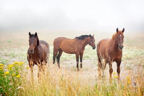 Three brown horses Stock Photos