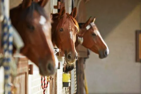 Three brown horses in the stable Stock Photos