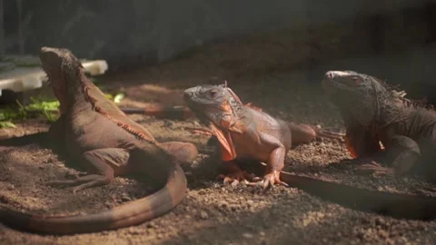 Three brown iguanas in a cage Stock Footage 235637893