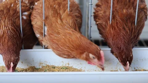 Three Brown Laying Hens Inside Commercial Poultry Farm Cages eating greedily Stock Footage 340961741