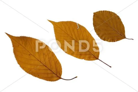 Three brown leaves Stock Photos