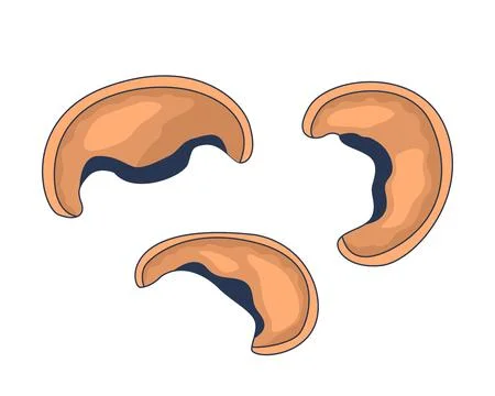 Three brown mushroom caps sliced 2D cartoon object Stock Illustration