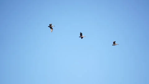 Three Brown Pelicans. Vídeos de archivo 311608916