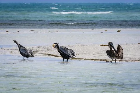 Three brown pelicans scratching their feathers in front of blue water Stock Photos