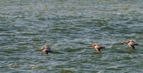 Three brown pelicans Soaring over the Pacific Ocean Stock Photos