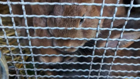 Three brown rabbits in the cage eating grass on the ferm. Stock Footage 290921246
