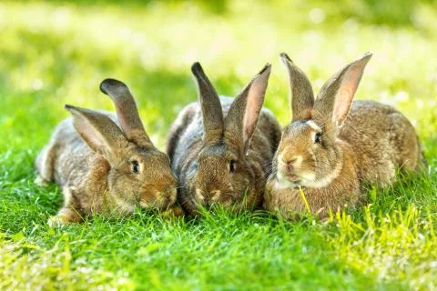 Three brown rabbits Stock Photos