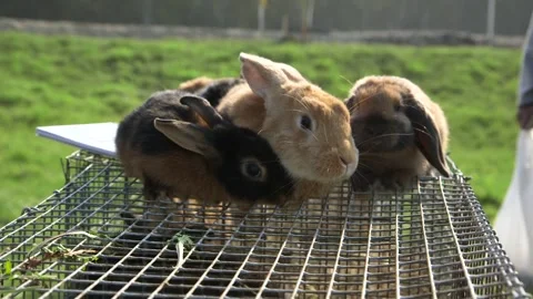 Three Brown Rabbits Sitting Nicely on the Cage. Stock Footage 271153302