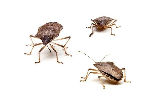  Three Brown Stink Bugs Three Brown Marmorated Stink Bug or Shield Bug iso... Stock Photos