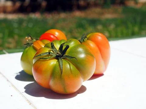Three brown tomatoes on a white bench in the garden. Fotos de archivo
