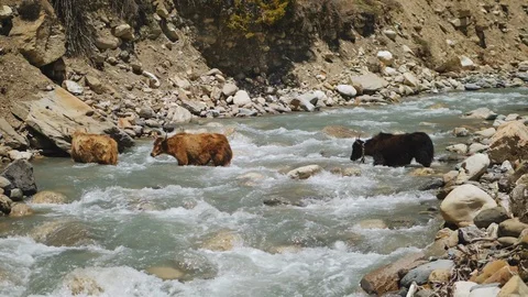 Three brown yaks move through wild water stream at mountain river flow Stock Footage 127082010
