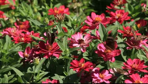 Three buckeye butterflies and a moth in the zinnia garden Stock Footage 11185768