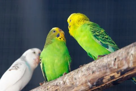Three budgerigars perch on a rough branch Stock Photos